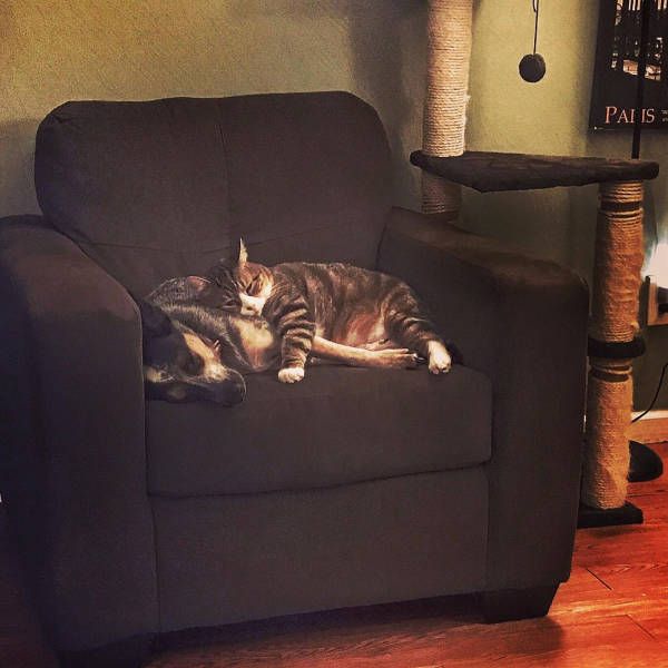 Коты и Кошки