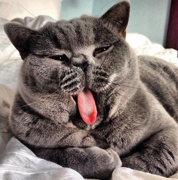 Коты и Кошки
