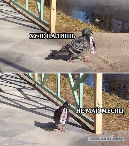 Просто юмор 21