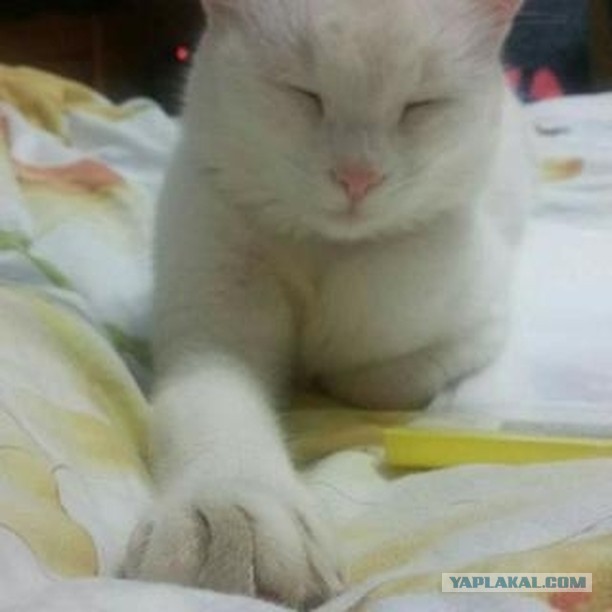 Котовторник 28.11.2017