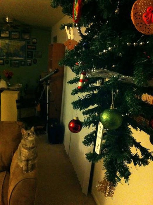 Коты и Кошки