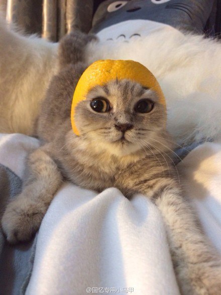 Коты и Кошки