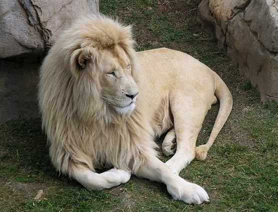 Популярные небылицы 2012 года