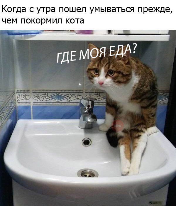 Фотобомбы котов