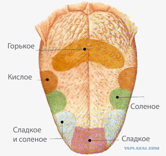 Миф или Правда?