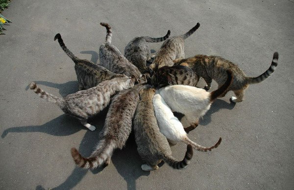 Прикольных котов пост