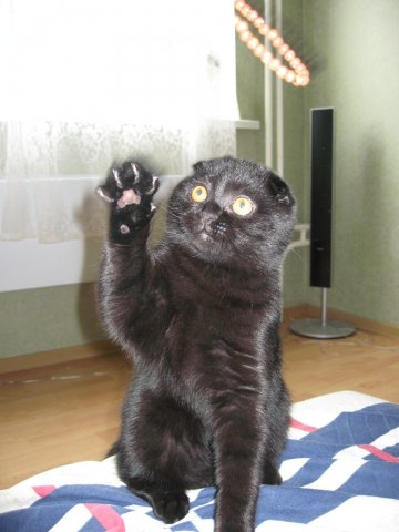 Прикольные коты на среду! ОЧЕНЬ МНОГО!