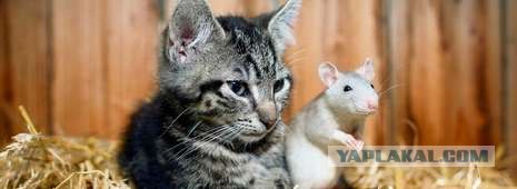 Кошка и крыса - друзья по несчастью