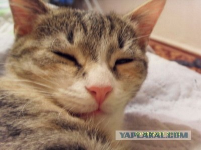 Котовторник (24.03)