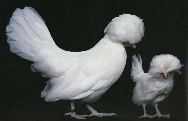 Самые необычные курицы мира