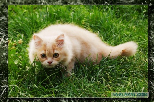 Как же можно про котовторник забыть?!