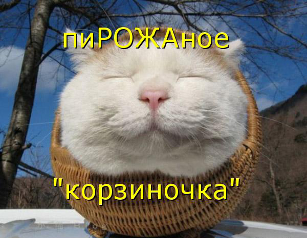 Котовторник 15.02.2011