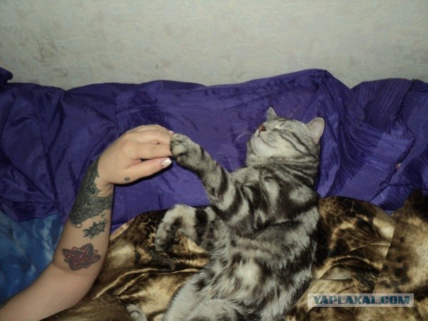 Котовторник. А как же?!