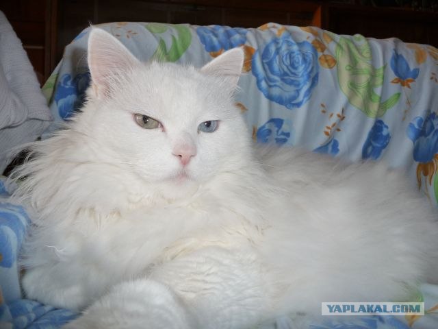 Котовторник, для любителей кошек