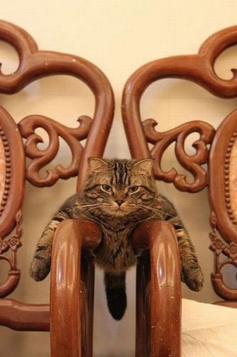 Котовторник с Максом