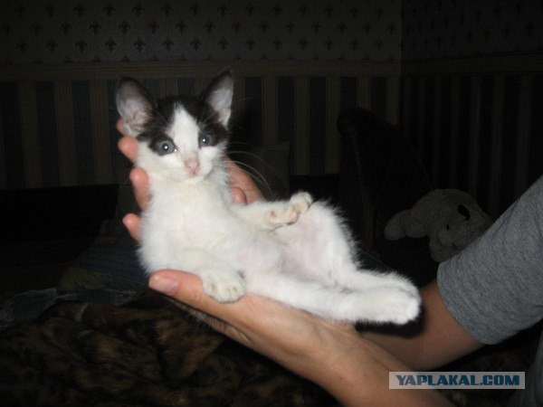 Состоятельный котовторник