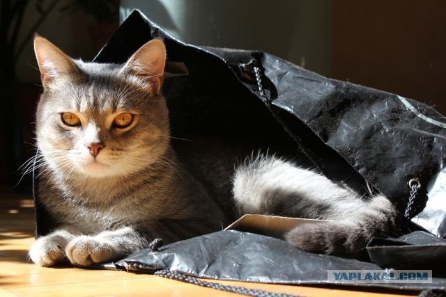 Сонный Котовторник