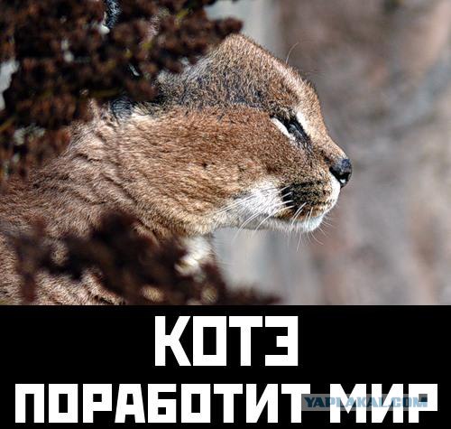 Наблюдатель