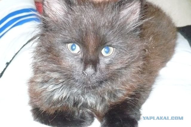 Котовторник 27.12.11