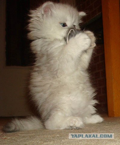 Котовторник (24. 01. 2012 )