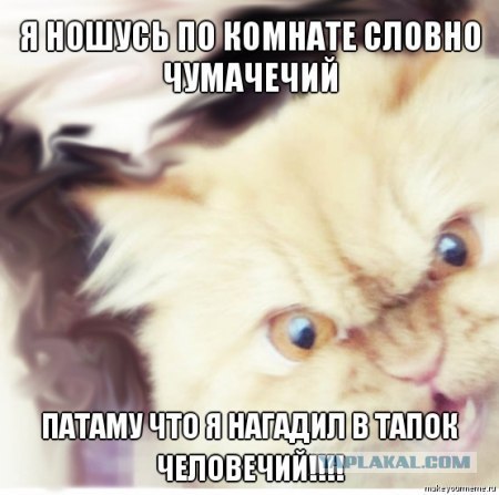 Котовторник (14.02.2012)