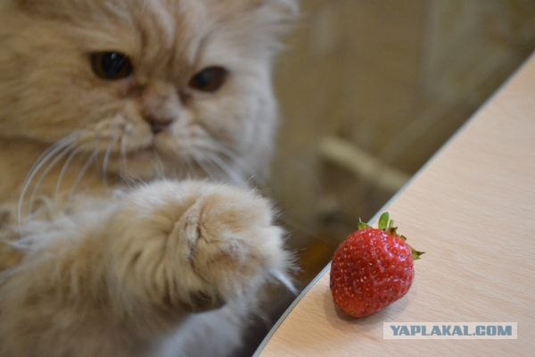 Котовторник 24.07.2012