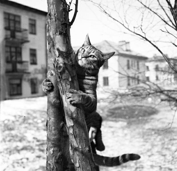 Прикольных котов пост