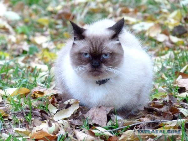 Котовторник 06.11.2012