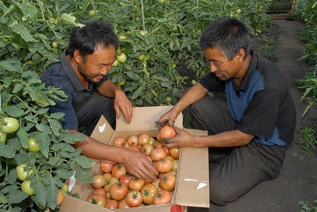 Вкус помидора