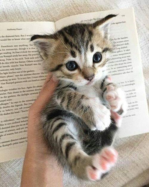 Забавные фото котеек