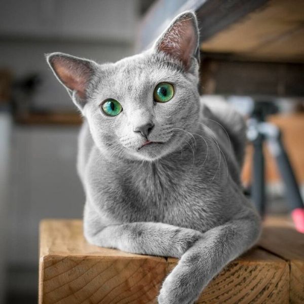 Забавные фото котеек