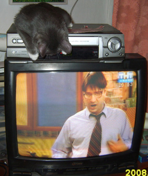 Котик смотрит "Король Лев"