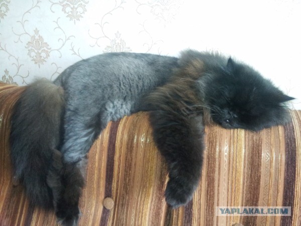 Котовторник 14.07.2020