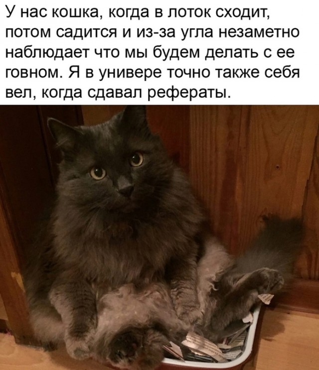 Картинки и мемы для настроения - 03