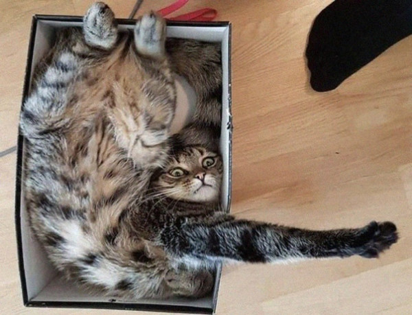 Коточетверг!