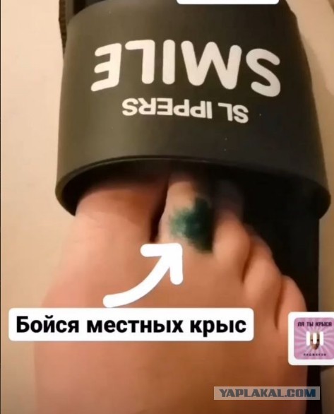 Крыса на пляже, народ врассыпную, реакция тайцев