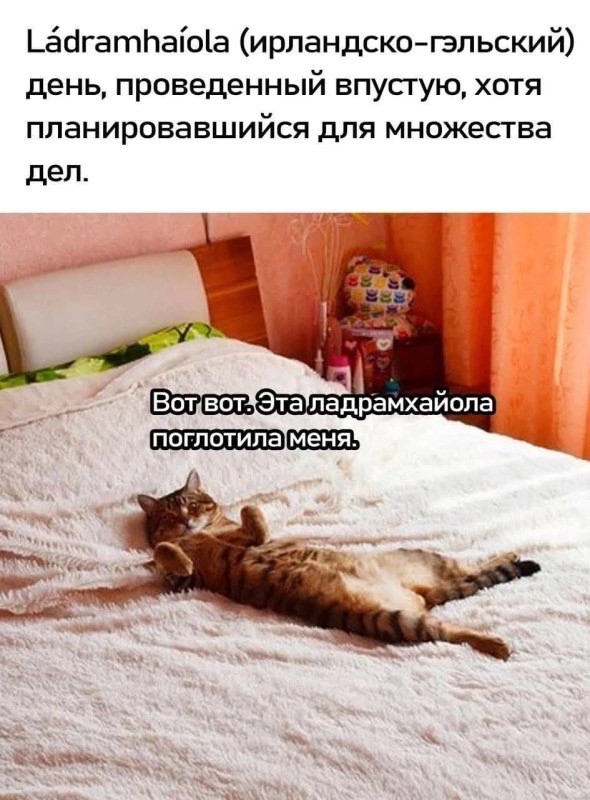К котовторнику: подборка картинок-баянов с котиками и про котиков. Выпуск 17
