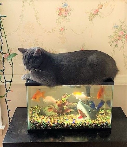 Рыбный четверг