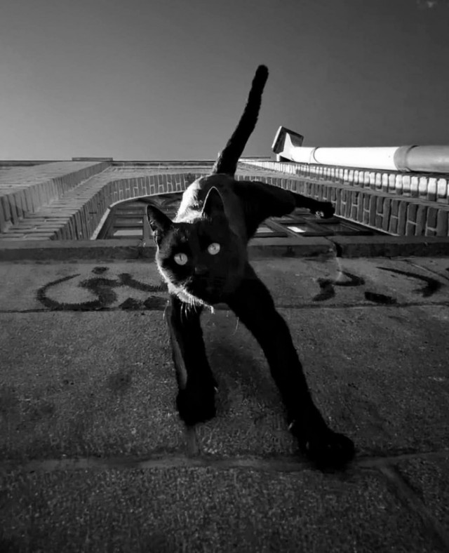 К котовторнику: подборка картинок-баянов с котиками и про котиков. Выпуск 32.