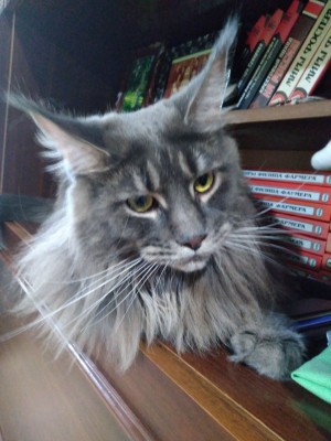 Коту хочется ласки.