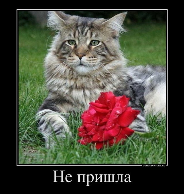 Подборка картинок-баянов с котиками и про котиков. Выпуск 34.