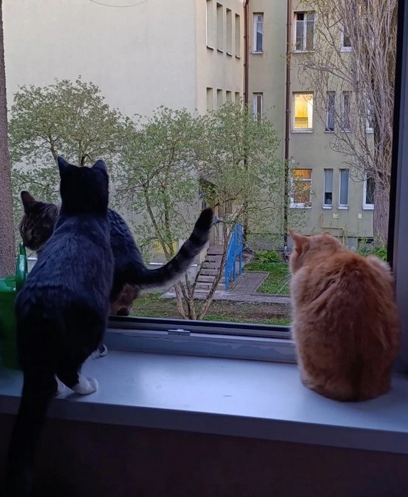 У нас в семье появился четвёртый мальчик, поздравляю себя)))