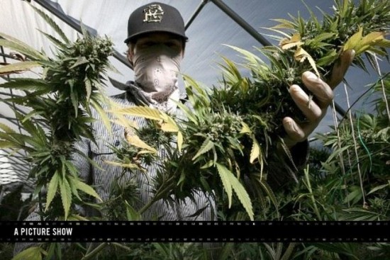 Как выращивают марихуану