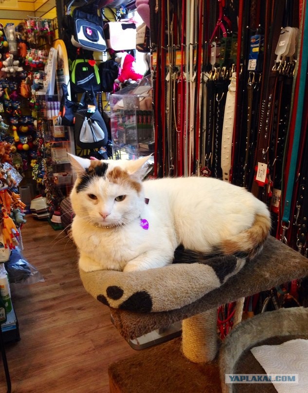 Котовторник  10.12.2013