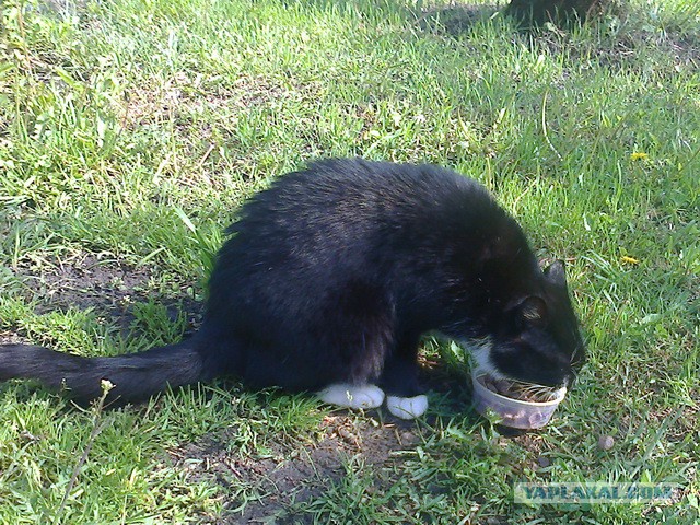 Котовторник 15.07.2014.