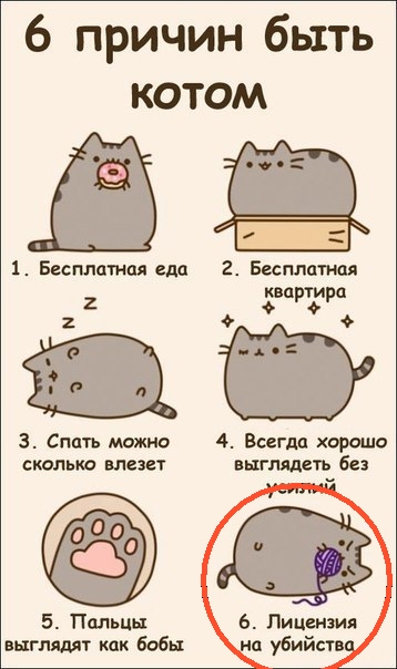 Вещи, которые вы не можете делать, если вы не кот
