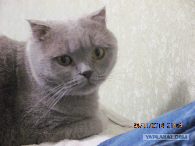 Котовторник 25.11.2014