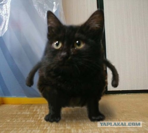 Известные котомемы.