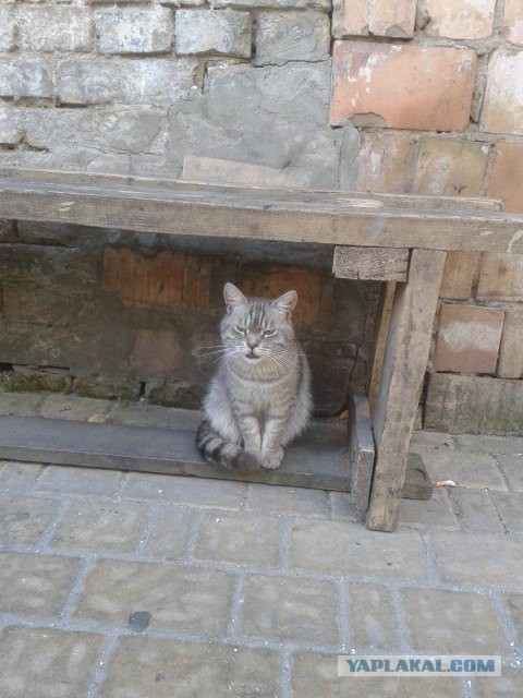 Котовторник 18.08.2015