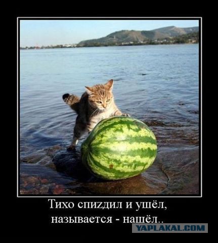 Некоторые факты о кошачьих рекордах